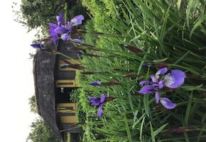 Nolde Museum Seebüll_Garten_II_2023