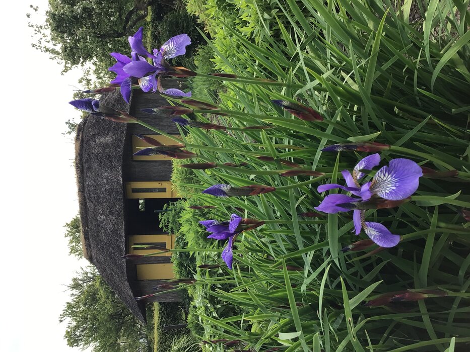 Nolde Museum Seebüll_Garten_II_2023