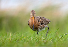 A0101451 Uferschnepfe