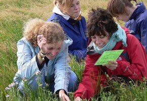 F&uuml;hrung: Was bl&uuml;ht in der Salzwiese auf Amrum?