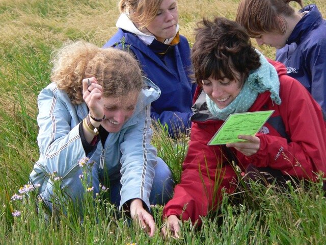 F&uuml;hrung: Was bl&uuml;ht in der Salzwiese auf Amrum?