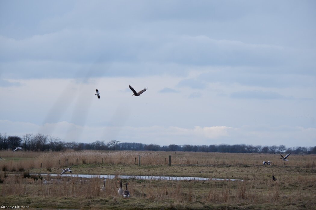 Kleine Vogelkundliche Radtour &ndash; Einblicke in die Vogelwelt von F&ouml;hr