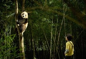 Moon, der Panda