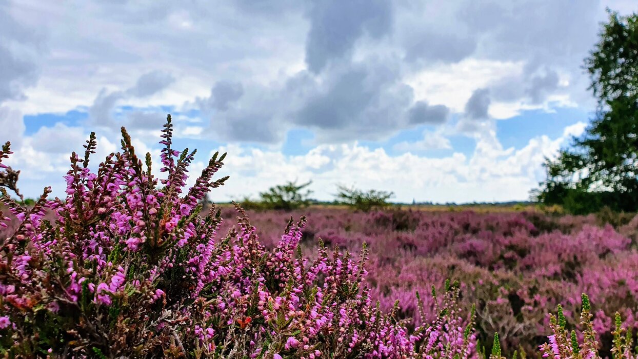 Landschaftspflegeführung durch die Heide