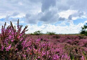 Landschaftspflegeführung durch die Heide