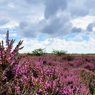 Landschaftspflegeführung durch die Heide