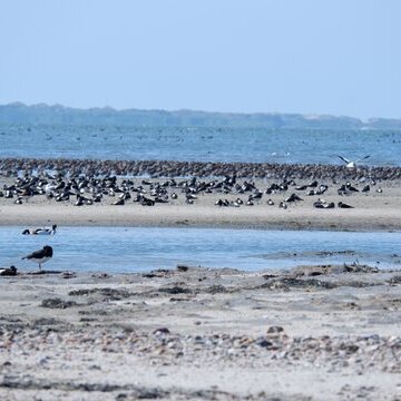 Vogelkiek an der Godel &ndash; Blick in die Vogelwelt am Strand und im Watt