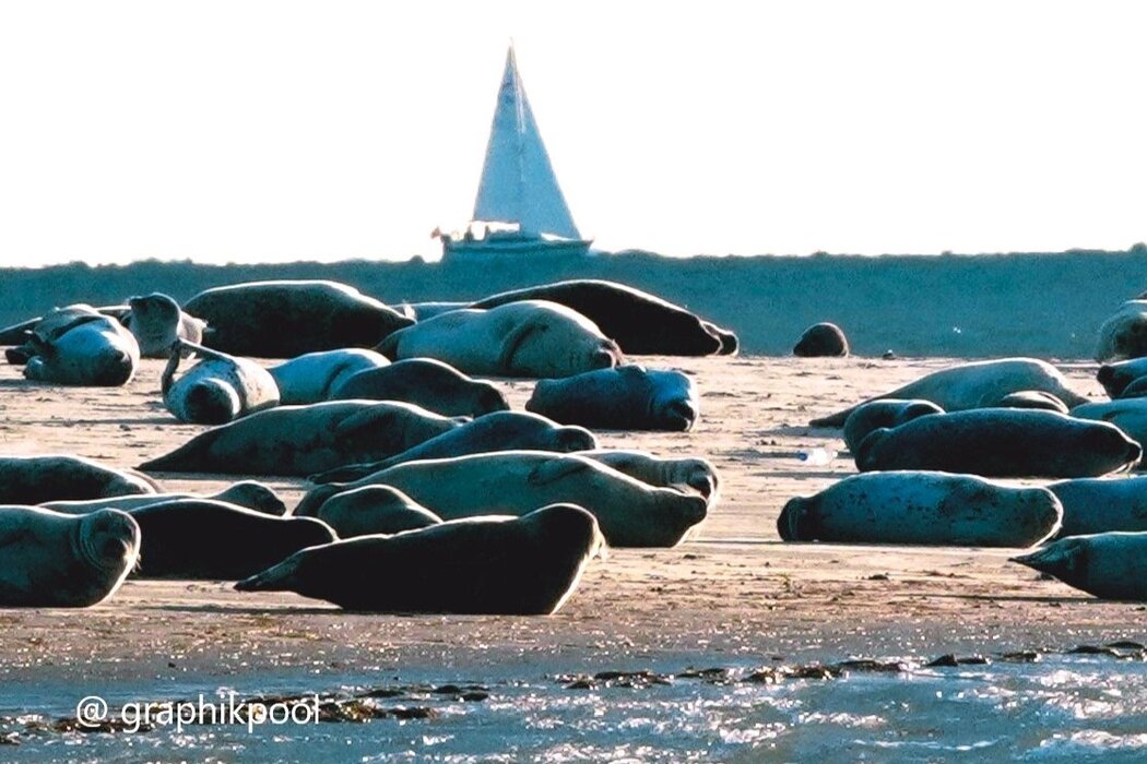 Wattwanderung Kormoraninsel und Seehunde &ndash; Die unendlichen Weiten des Wattes mit Nationalparkf&uuml;hrer Matthias Hansen