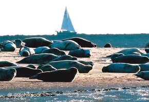 Wattwanderung Kormoraninsel und Seehunde &ndash; Die unendlichen Weiten des Wattes mit Nationalparkf&uuml;hrer Matthias Hansen