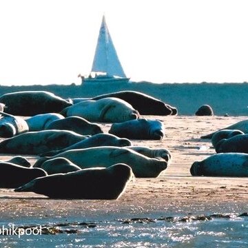 Wattwanderung Kormoraninsel und Seehunde &ndash; Die unendlichen Weiten des Wattes mit Nationalparkf&uuml;hrer Matthias Hansen