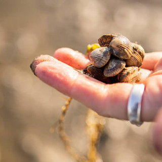Wattwandern von F&ouml;hr nach Amrum mit der WATTfriesin &ndash; echt & friesisch!