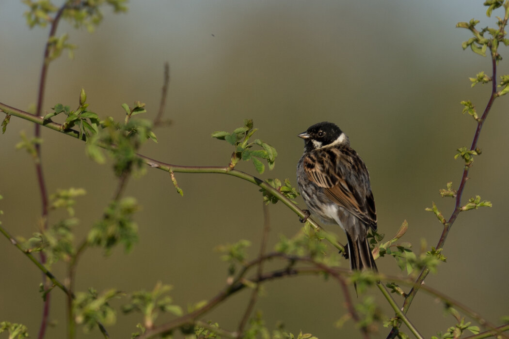 2024-04-06 07-18-18-Jakob-a6600