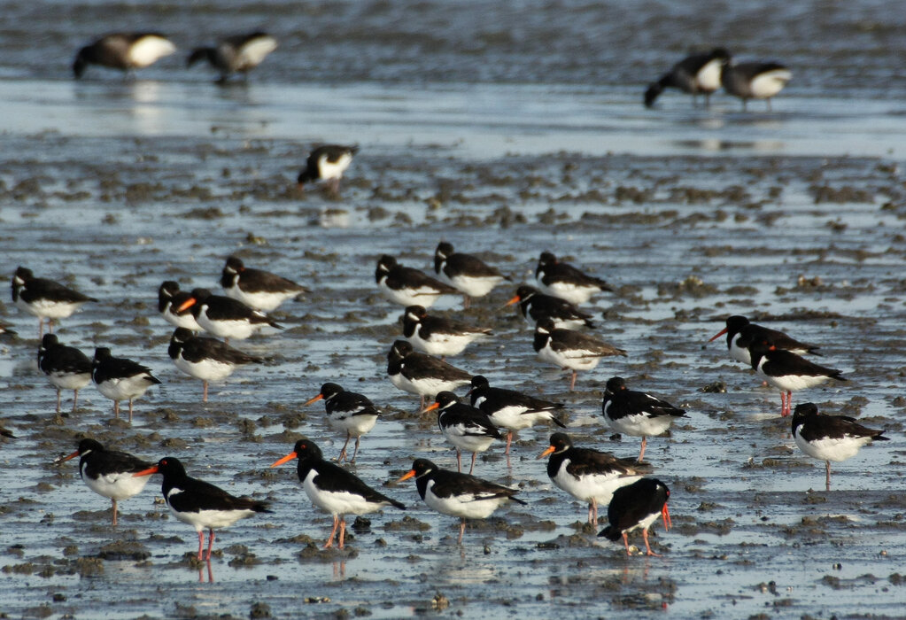Speisekammer_Wattenmeer_Christel_Grave