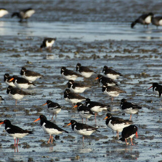 Speisekammer_Wattenmeer_Christel_Grave