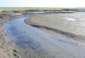 Das nordfriesische Wattenmeer: Landschaftsformung im Spannungsfeld Mensch – Natur