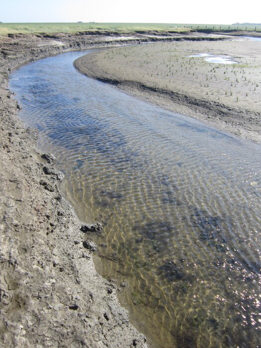 Das nordfriesische Wattenmeer: Landschaftsformung im Spannungsfeld Mensch – Natur