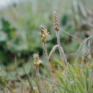 Wildkräuter auf Föhr – Natur entdecken & genießen