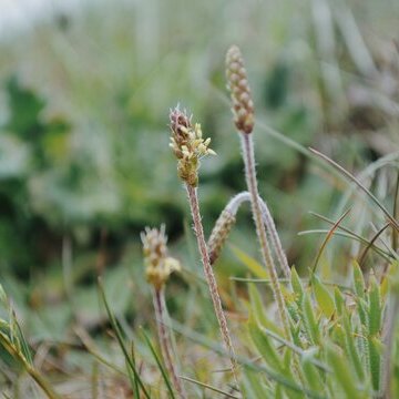 Wildkräuter auf Föhr – Natur entdecken & genießen