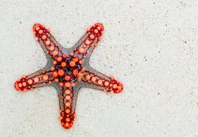 florian-berger-rp0RjEI3JSA-unsplash Seestern