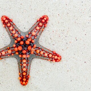 florian-berger-rp0RjEI3JSA-unsplash Seestern
