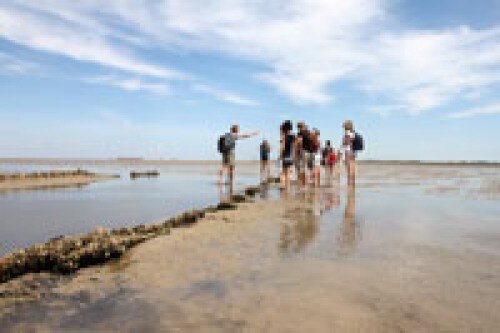 Wattwanderung von F&ouml;hr nach Amrum