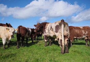 Das liebe Vieh... Weiderinder ganz nah