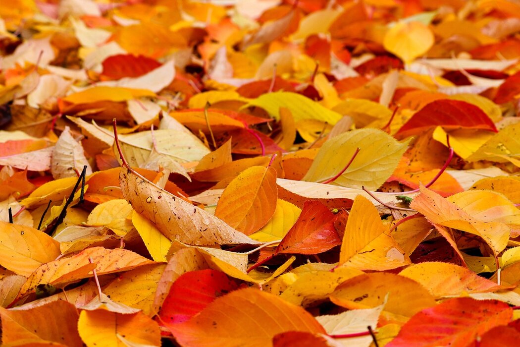 Herbstbasteln mit MaikeMoin