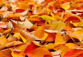 Herbstbasteln mit MaikeMoin