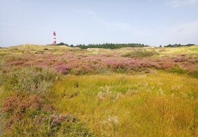 Auf den Spuren der Kreuzkr&ouml;te