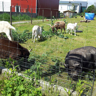 James und seine Freunde laden ein! Tiere erleben!