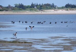 Vogelkiek an der Godel &ndash; Blick in die Vogelwelt am Strand und im Watt