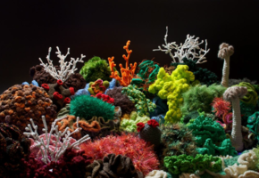 Korallen h&auml;keln f&uuml;r Amrum