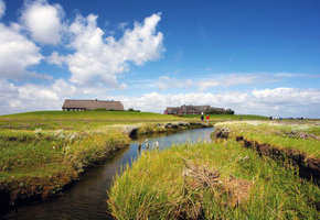 ​Tagesausflug Hallig Gr&ouml;de