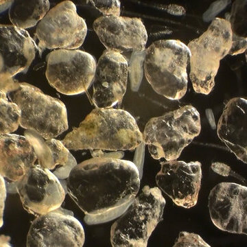 Kinder-Uni-Vorlesung mit Prof. Dr. Andreas Schmidt-Rhaesa: "Reiches Leben im Sandstrand" 