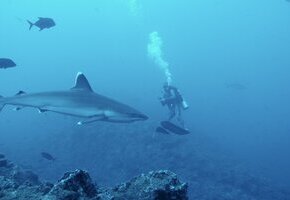 Segeljungs - Mit Null Ahnung um die Welt