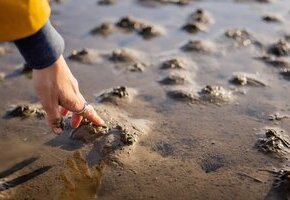 Wattwandern von F&ouml;hr nach Amrum mit der WATTfriesin &ndash; echt & friesisch!