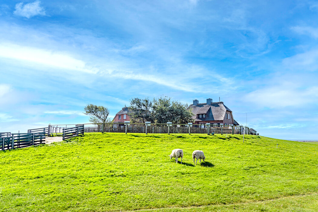 Hallig Südfall