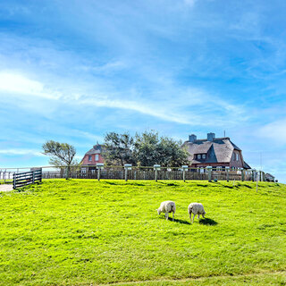 Hallig Südfall