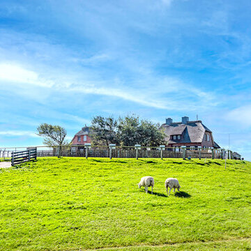 Hallig Südfall