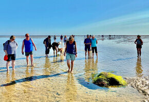Naturkundliche Wattwanderung zum H&ouml;rnumtief und den Seehundsb&auml;nken