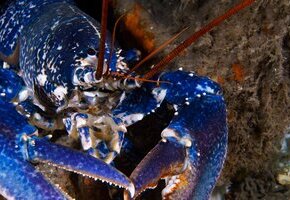 Die wilde Nordsee - Natur, die sich nicht zähmen lässt