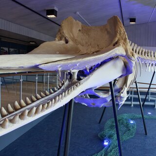 Der Pottwal von Amrum