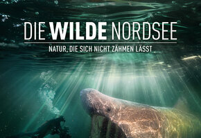 DWN_webplakat_