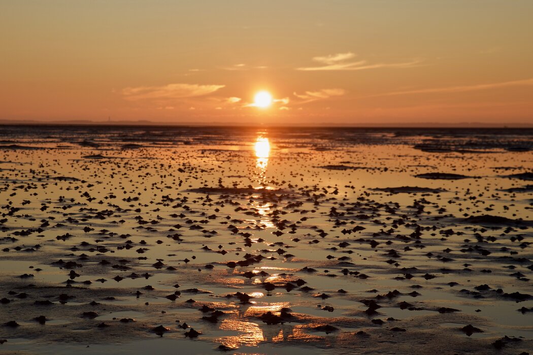 Naturkundliche Wattwanderung zum Sonnenuntergang im Nieblumer Watt