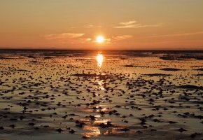 Naturkundliche Wattwanderung zum Sonnenuntergang im Nieblumer Watt