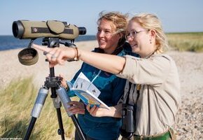 Vogelkiek an der Godel &ndash; Blick in die Vogelwelt am Strand und im Watt