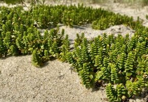 Wildkräuter auf Föhr – Natur entdecken & genießen