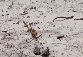 Auf den Spuren der Kreuzkr&ouml;te