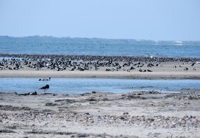 Vogelkiek an der Godel &ndash; Blick in die Vogelwelt am Strand und im Watt