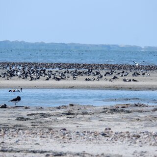 Vogelkiek an der Godel &ndash; Blick in die Vogelwelt am Strand und im Watt